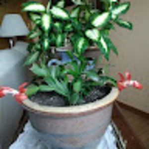 Meet your Posher, Bruce